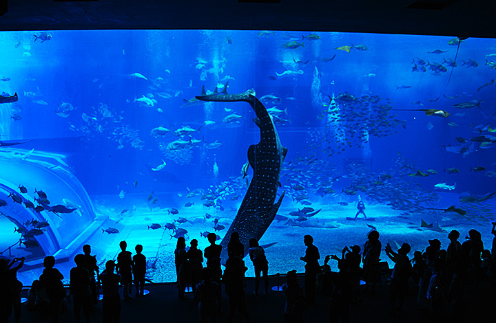 沖縄美ら海水族館